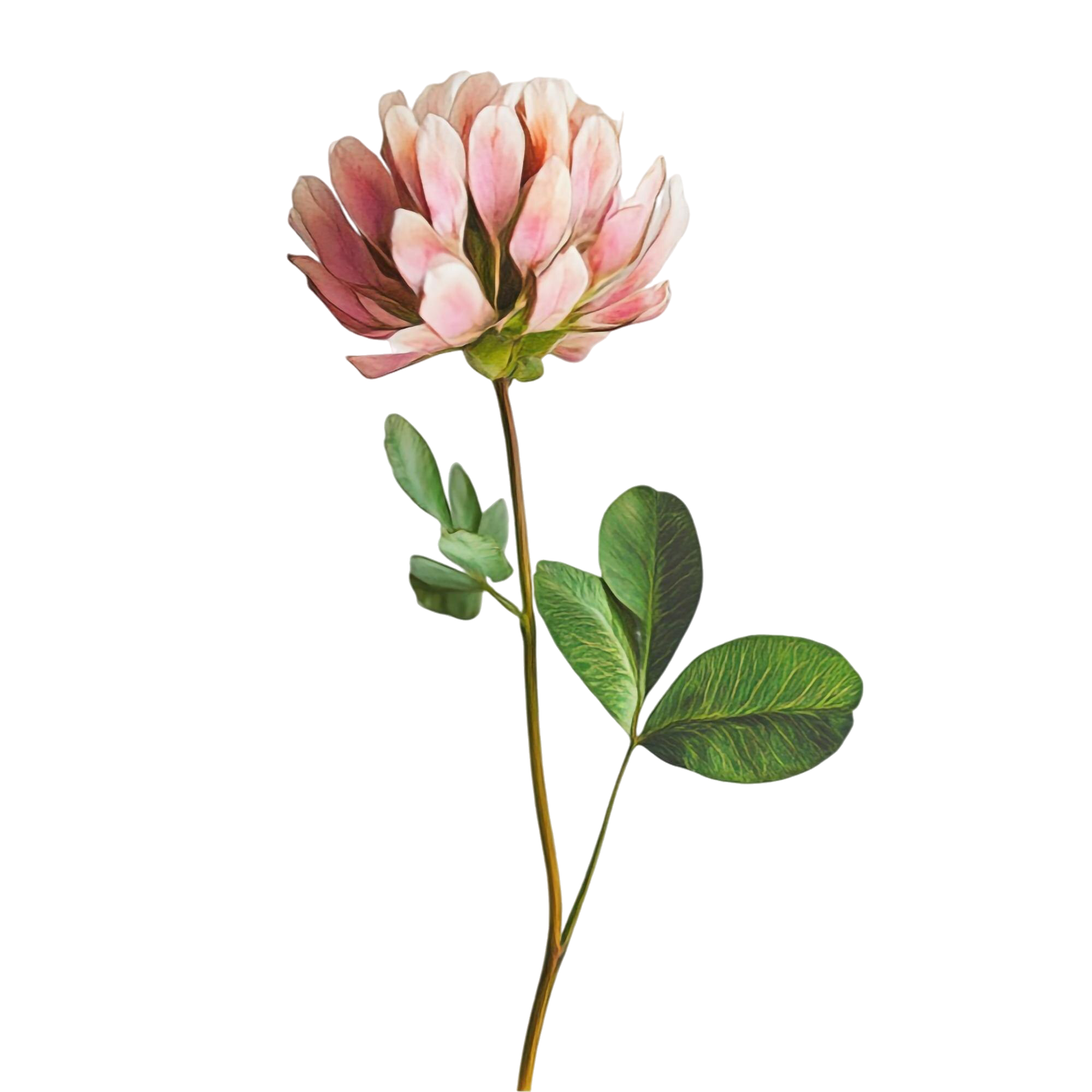 Pink flower